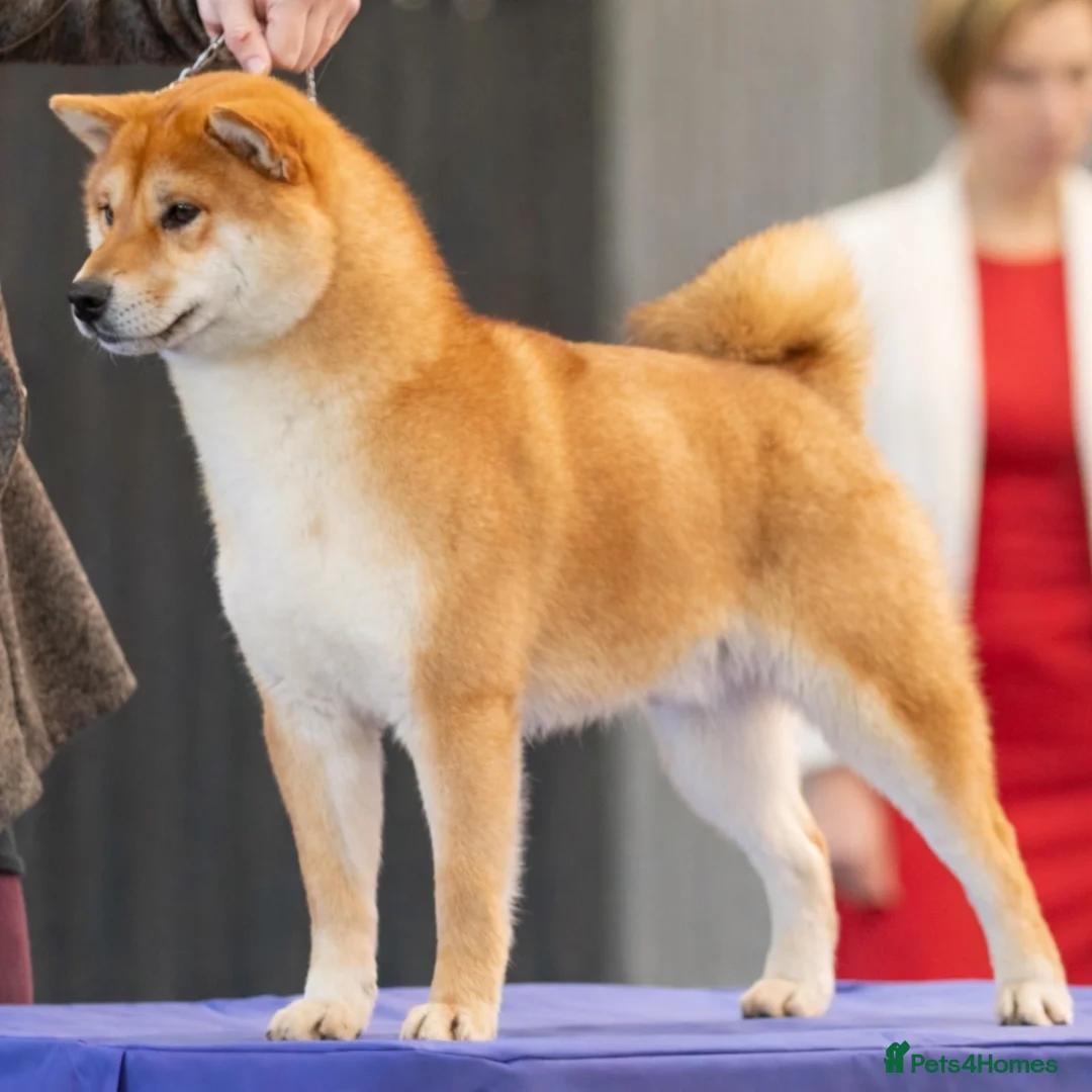 Japanese Shiba Inu dogs for sale: Male Shiba Inu 15 mths old - Advert 4