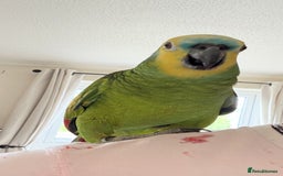Cockatiels birds for sale: Blue Font Amazon Parrot - Image 3