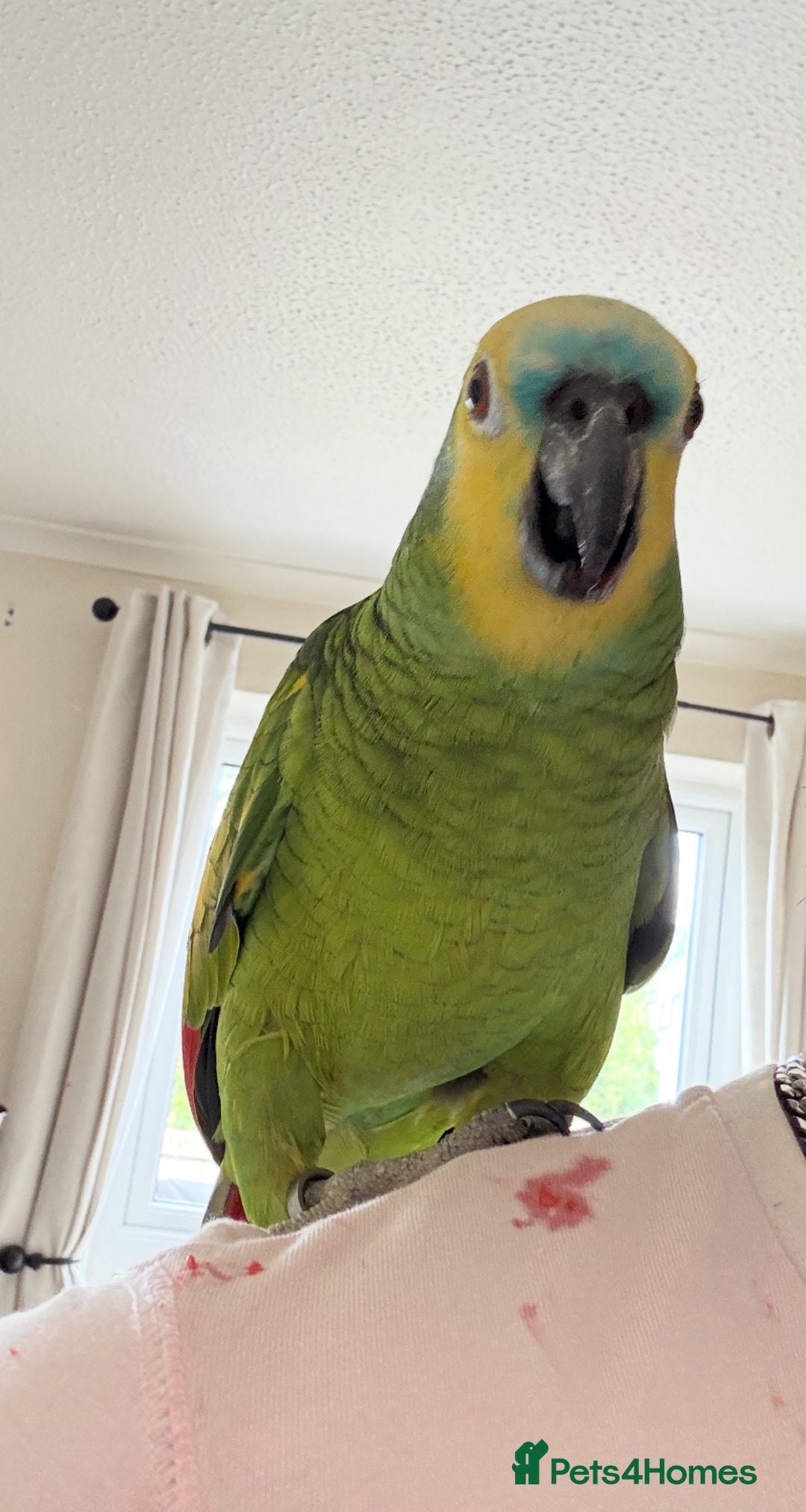 Cockatiels birds for sale: Blue Font Amazon Parrot - Image 3