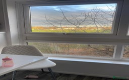 Mixed Breed dogs for sale: My two pups for sale  - Image 3