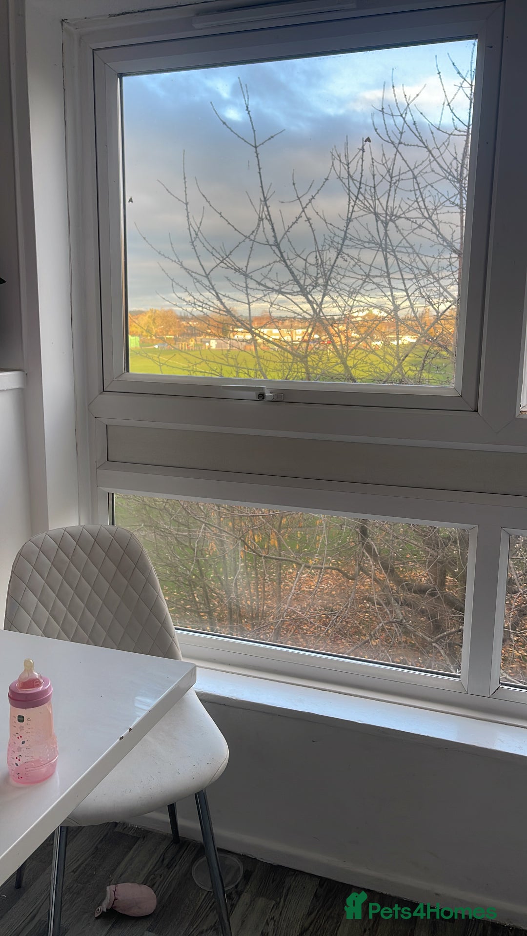 Mixed Breed dogs for sale: My two pups for sale  - Image 3