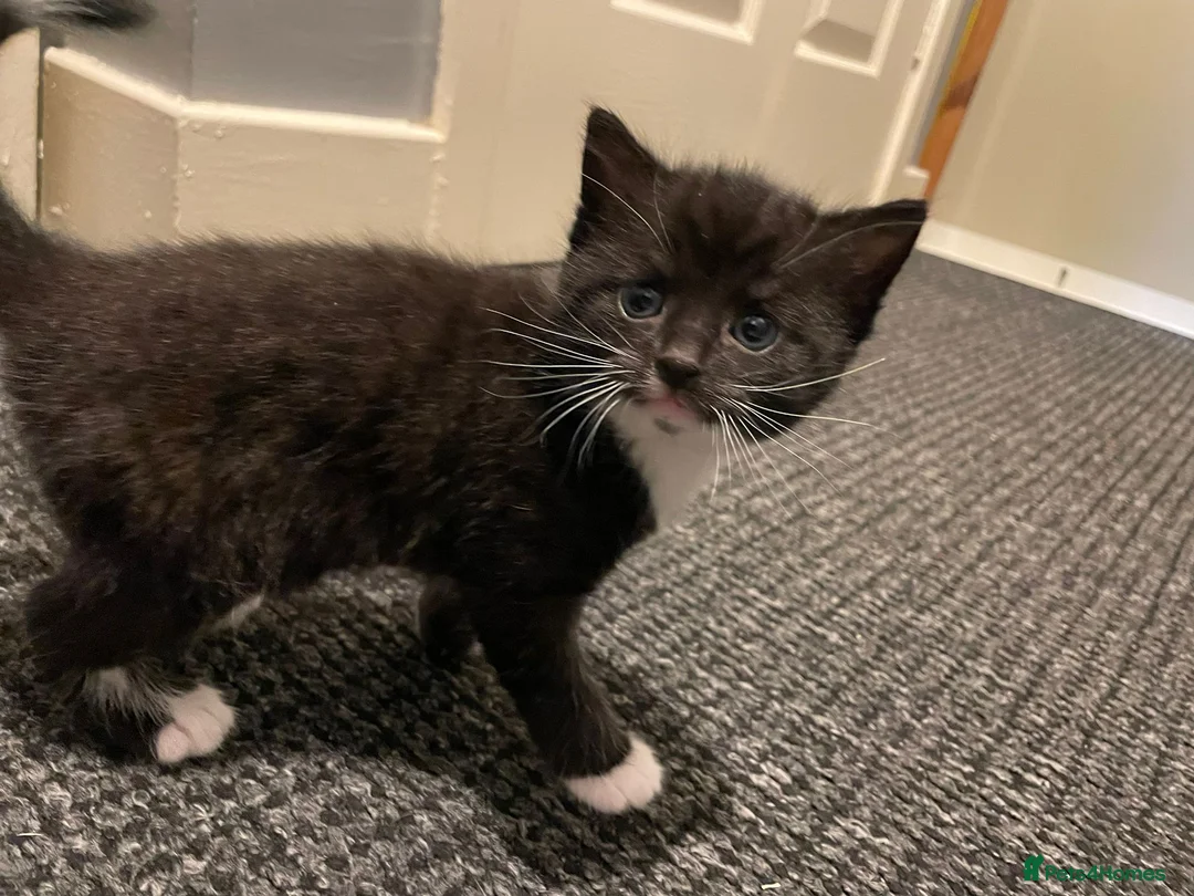 Mixed Breed cats for sale: 2 males mixed breed - Advert 2