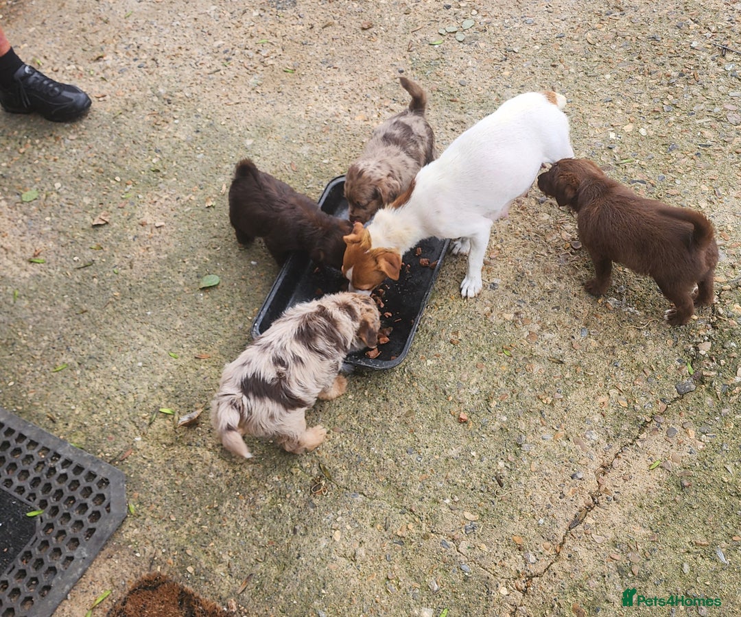 Jackapoo dogs for sale: 🐶 Rare-Coloured Jackapoo Puppies  - Image 14