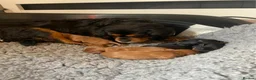 Cavalier King Charles Spaniel dogs for sale: Beautiful Cavalier King Charles Spaniel Puppies in Preston - Advert 13