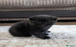 Domestic Shorthair cats for sale: 2 Adorable black kittens  - Image 1