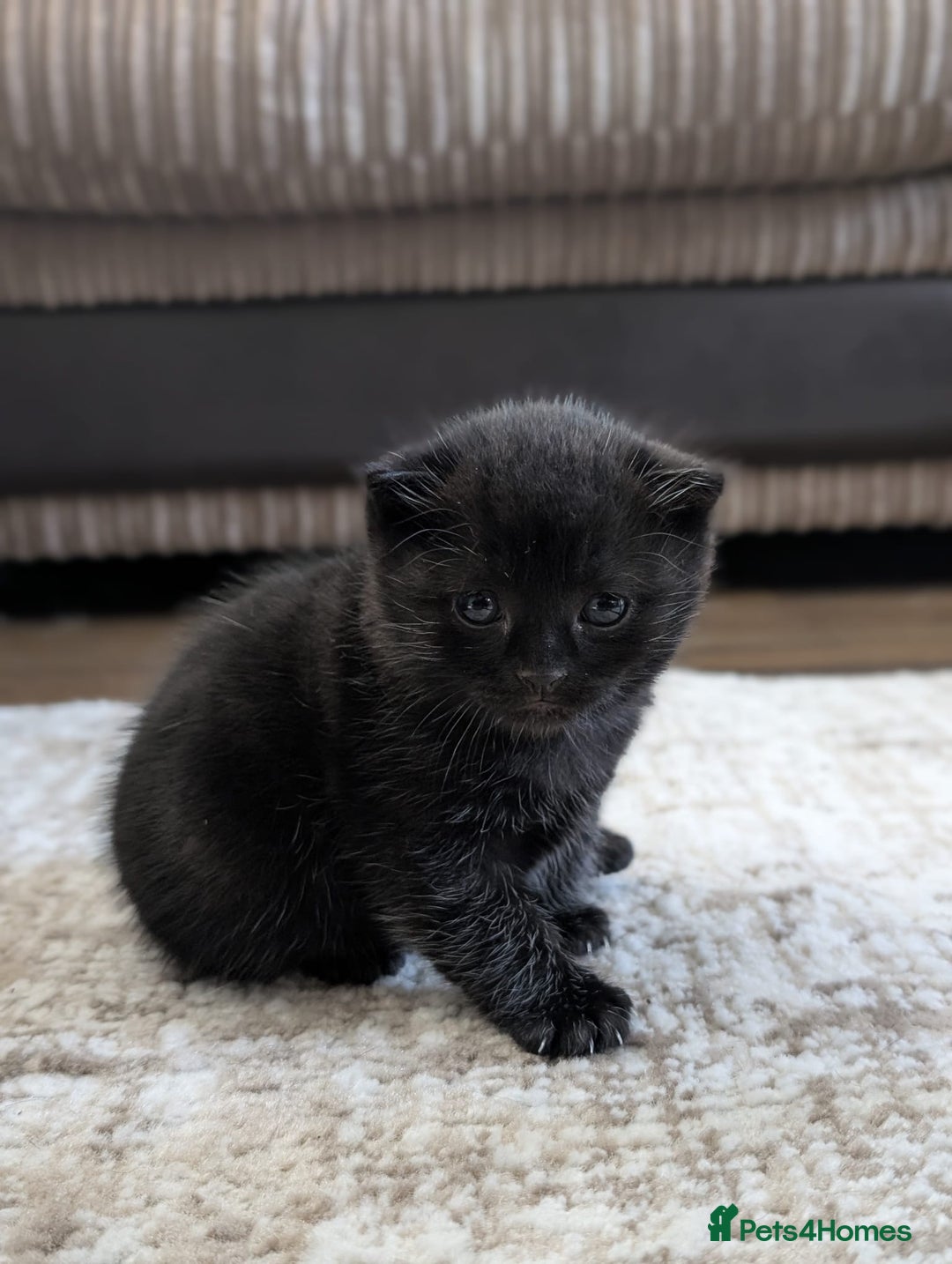 Domestic Shorthair cats for sale: 2 Adorable black kittens  - Image 1