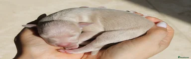 Italian Greyhound 4
