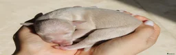 Italian Greyhound dogs for sale: Italian Greyhound Puppies. 5* Licensed Breeder - Advert 2