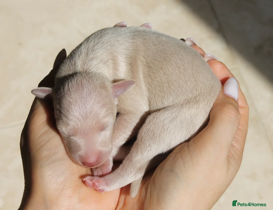 Italian Greyhound dogs for sale: Italian Greyhound Puppies. 5* Licensed Breeder - Advert 2