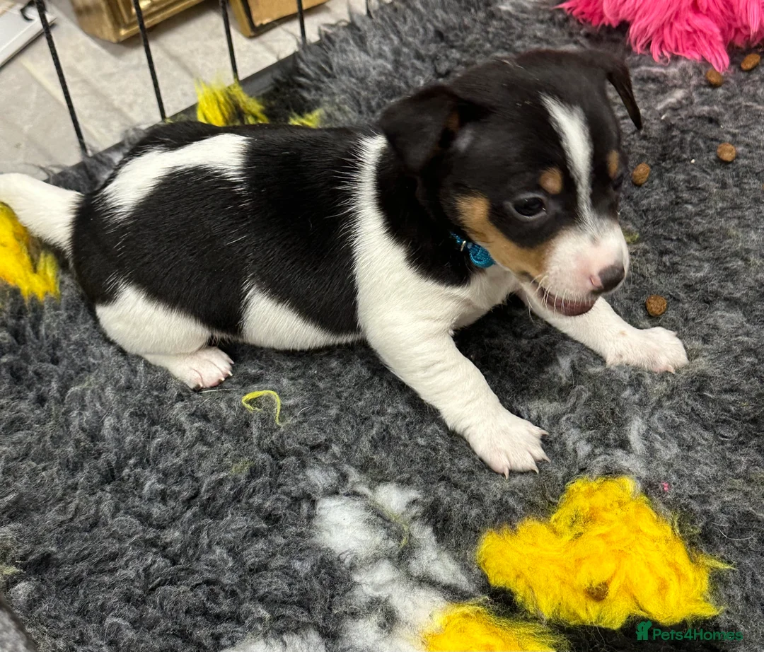 Jack Russell dogs for sale: Traditional mini Jack Russell pups - Advert 5