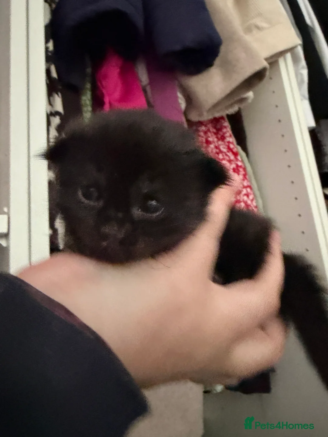 Mixed Breed cats for sale: Gorgeous long haired kittens  in Newton Abbot - Advert 2