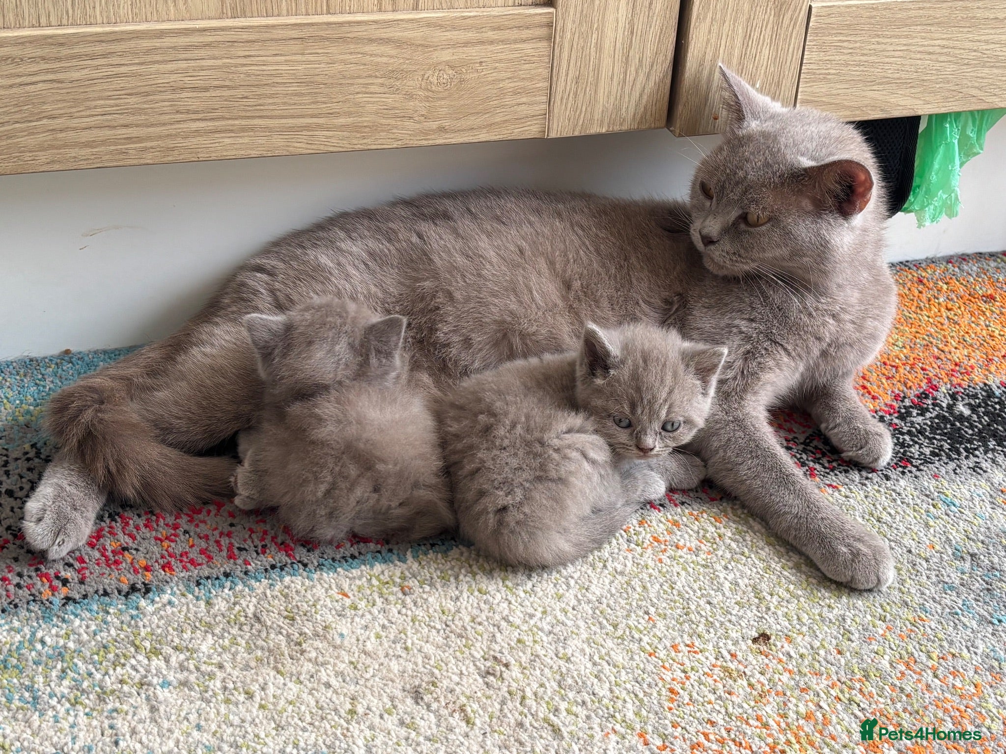 British Shorthair cats Stunning set of British blues - Advert 2