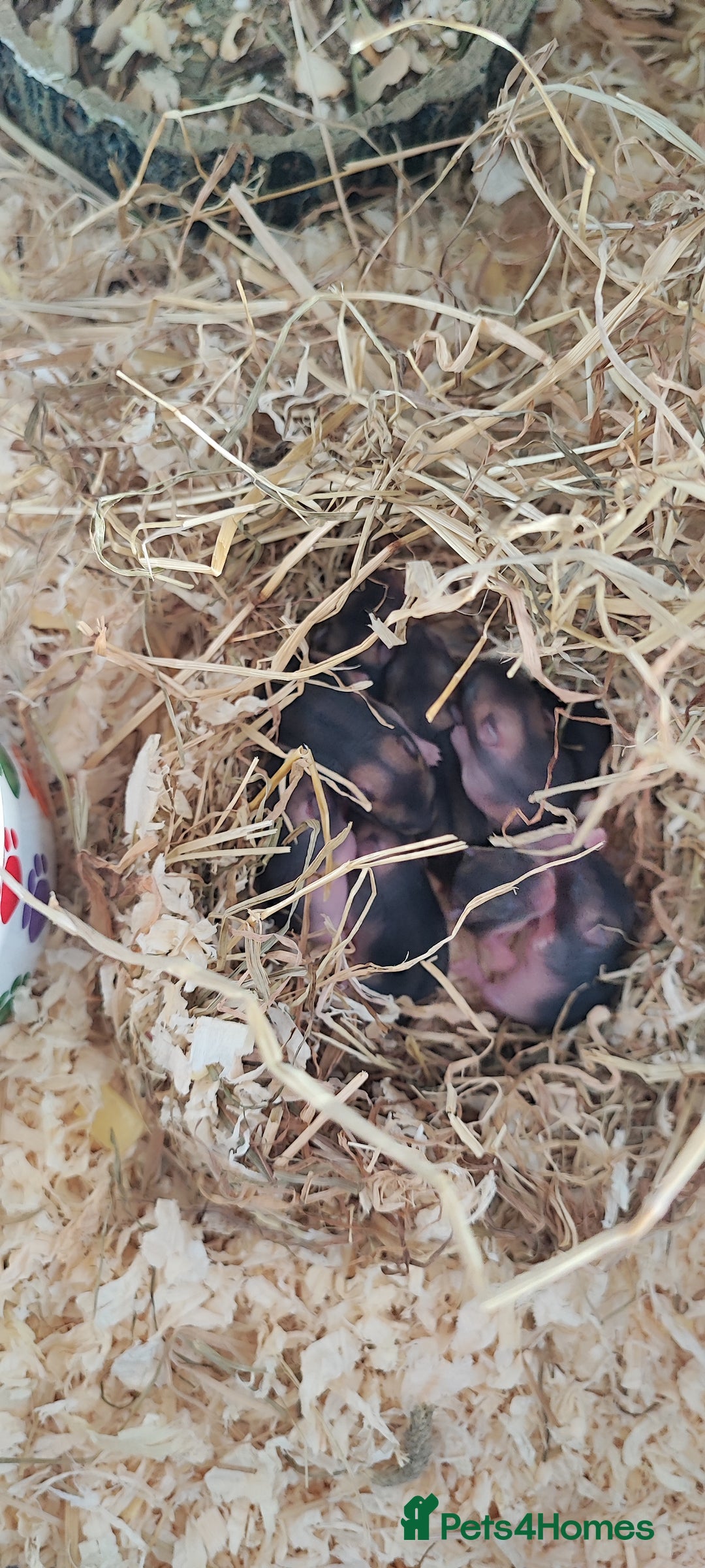 Rat rodents for sale: dwarf hamster  - Image 1