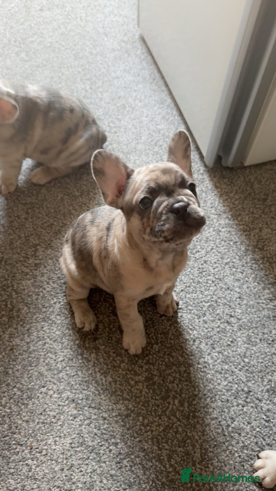 French Bulldog dogs for sale: 2 STUNNING BOY FRENCHIES LEFT…. REDUCED READY NOW in Stoke-on-Trent - Image 31