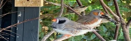 Finches birds for sale: Zebra finch, Chinese painted quail and star finch - Advert 3