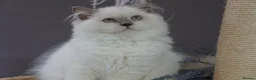 British Shorthair cats for sale: 💙Last kitten💙 - Advert 3