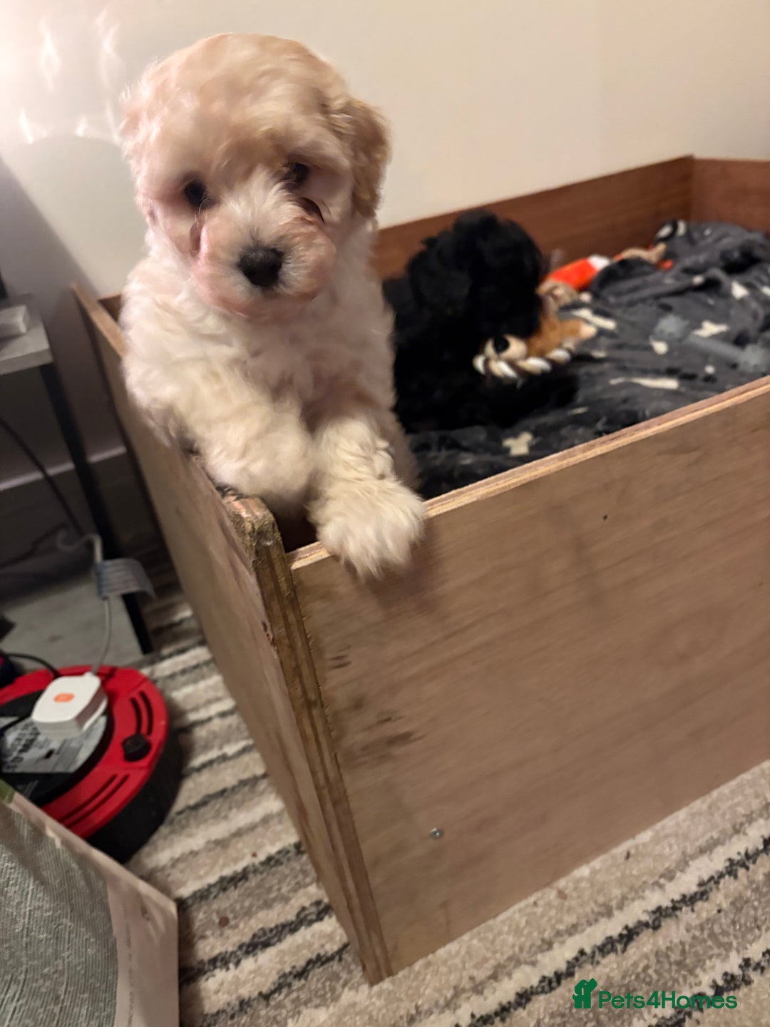 Poochon dogs for sale: Poochon puppies - Advert 3