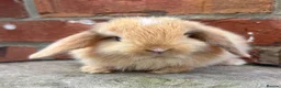Mini Lop rabbits for sale: Pedigreed pure bred mini lops  - Advert 12