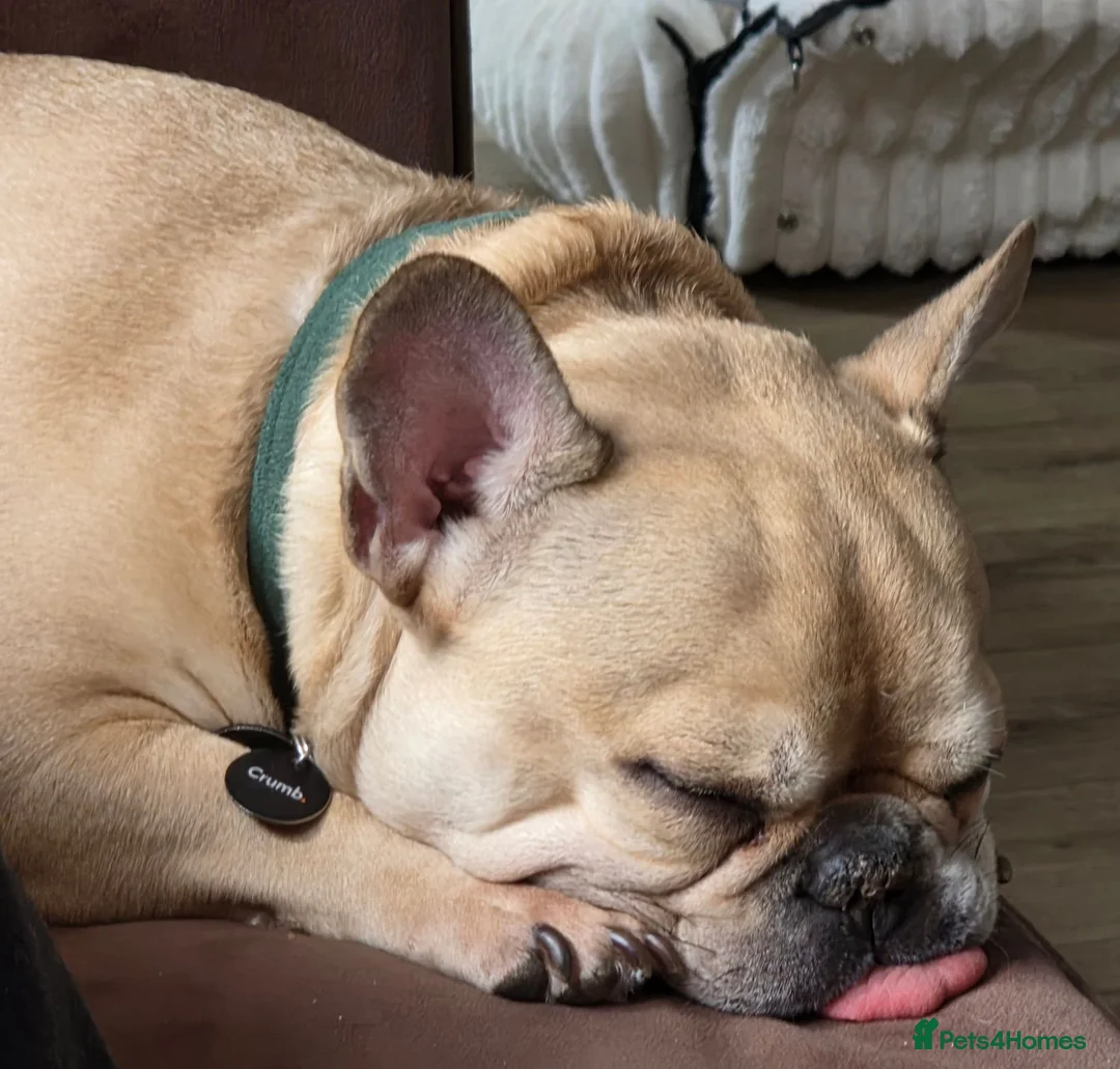French Bulldog dogs for sale: Male French bulldog  in Cinderford - Advert 9