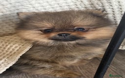 Pomeranian dogs for sale: 2 POMERANIAN BOYS READY TO LEAVE  in Bargoed - Image 3