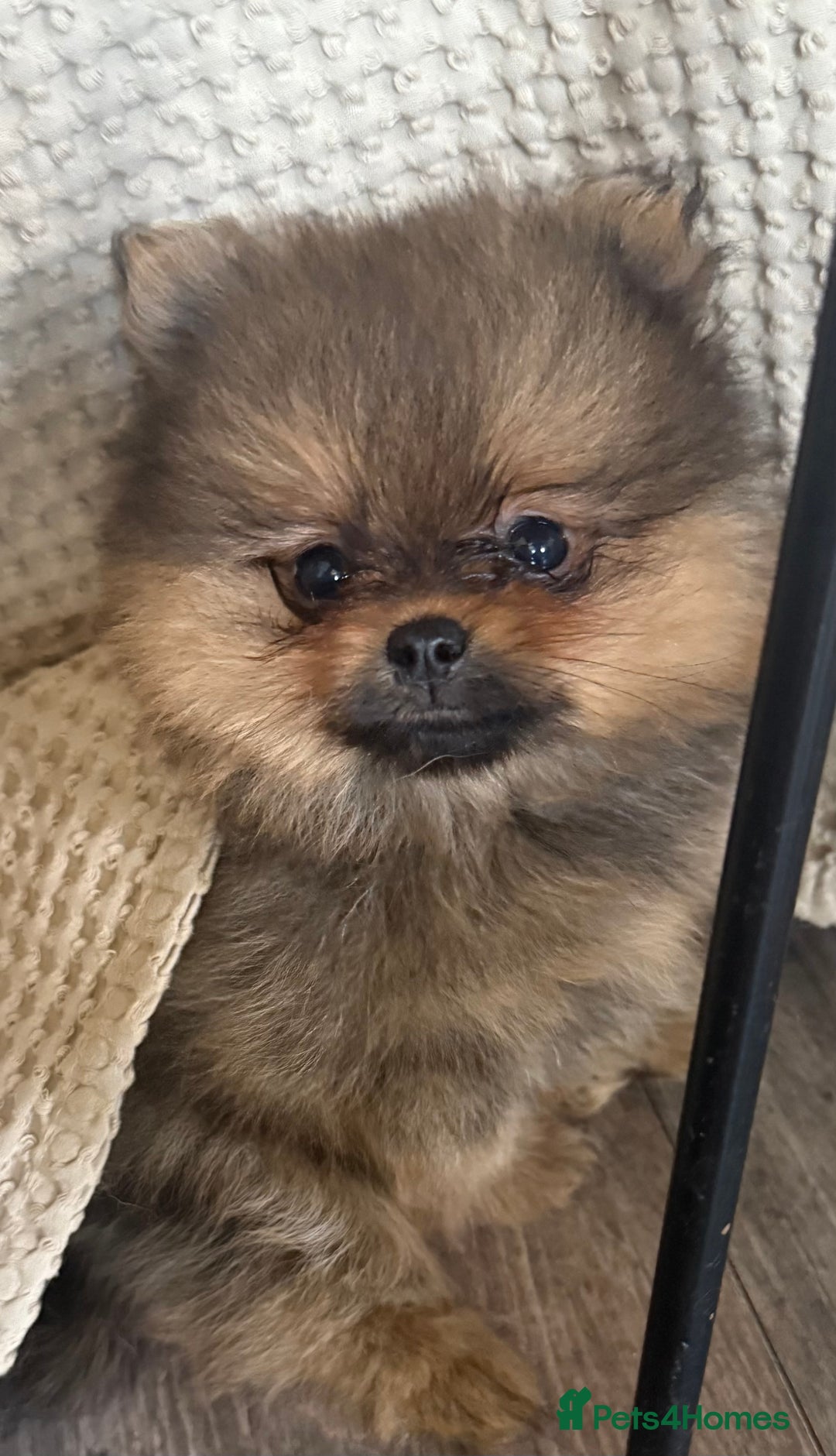 Pomeranian dogs for sale: 2 POMERANIAN BOYS READY TO LEAVE  in Bargoed - Image 3