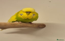 Budgerigars birds for sale: auction until the 17th next Wednesday - Image 2