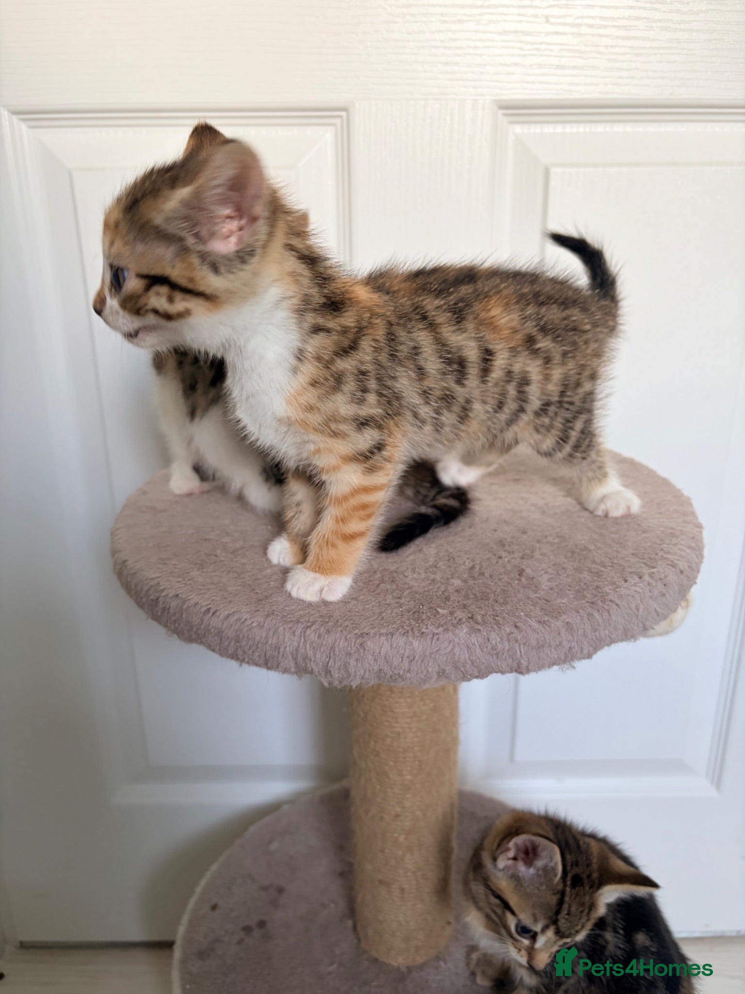 Mixed Breed cats 4 gorgeous kittens  - Advert 11