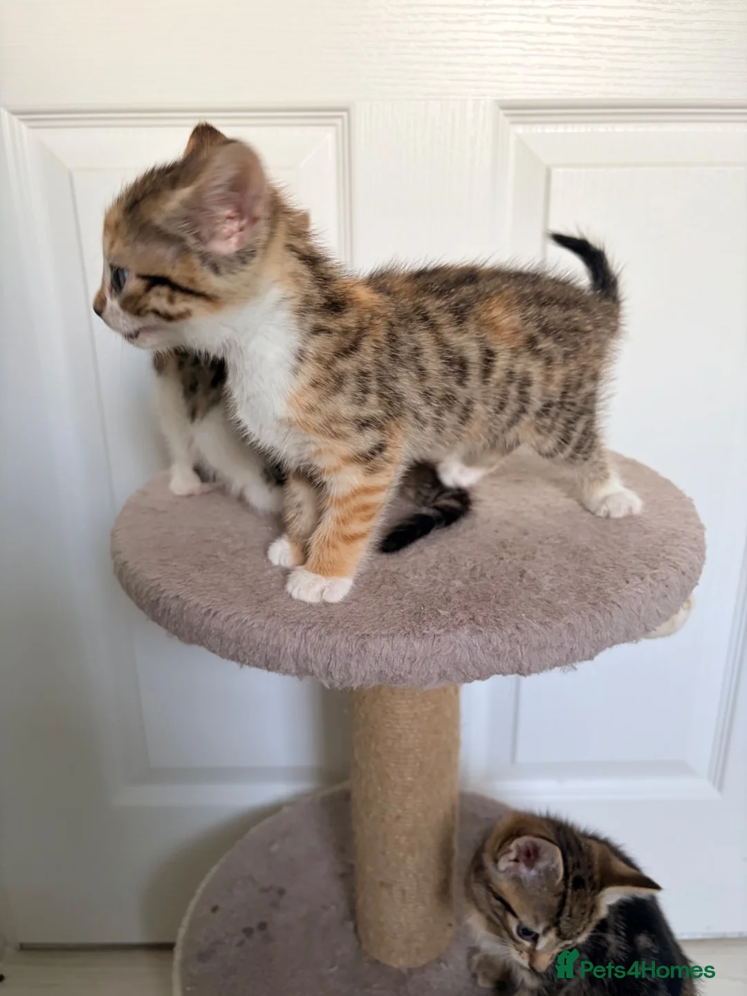 Mixed Breed cats for sale: 4 gorgeous kittens  - Advert 1