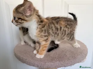 Mixed Breed cats 4 bsh kittens ready for rehoming - Advert 7