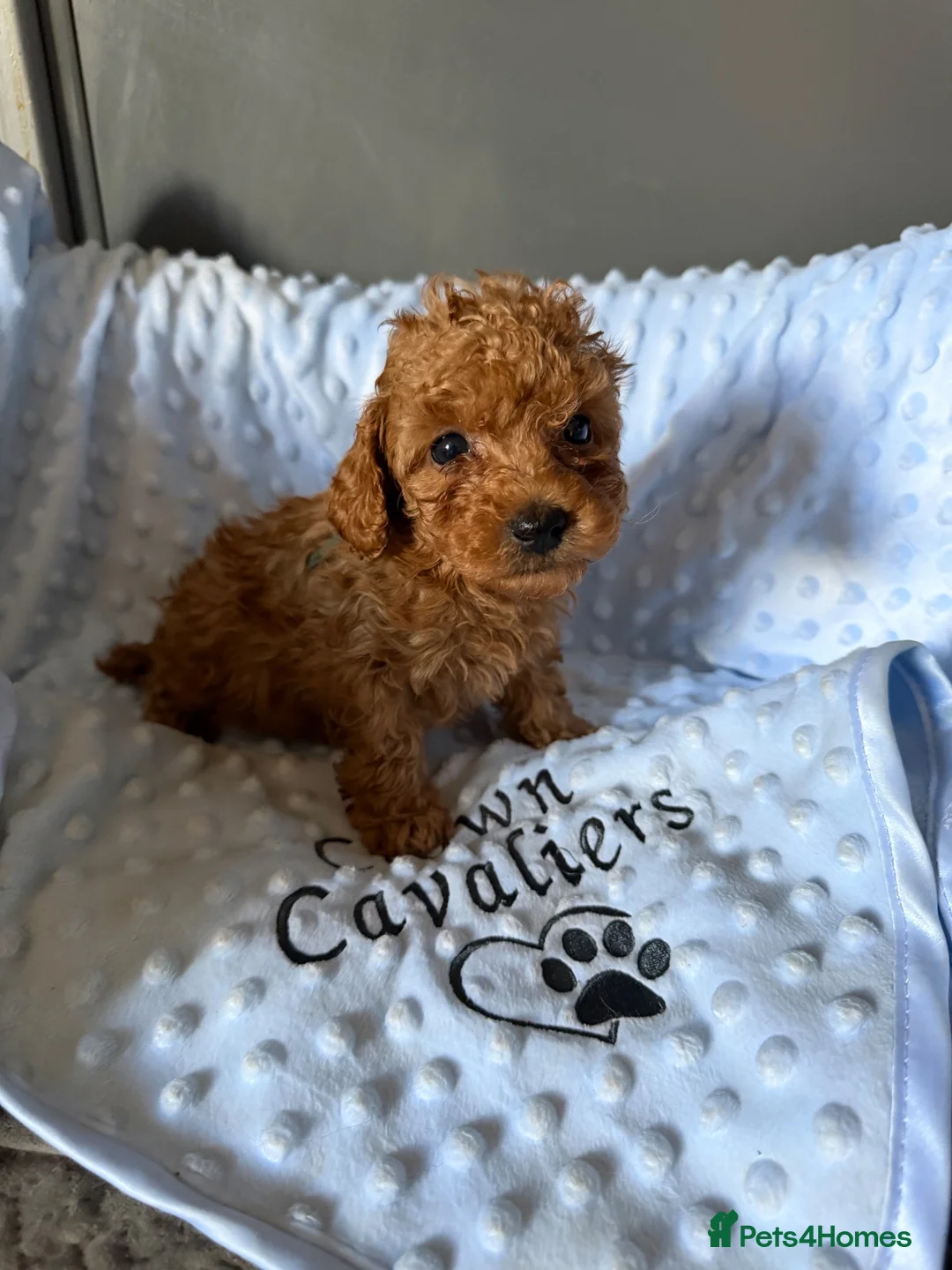 Toy Poodle dogs for sale: RED LINEAGE TINY KC HEALTH TOY POODLES LICENSED  - Advert 34