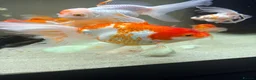 Fancy Goldfish fish for sale: Fancy Goldfish for sale in Southampton - Advert 4