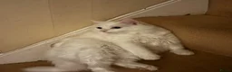Mixed Breed cats for sale: Winter🩵 - Advert 7
