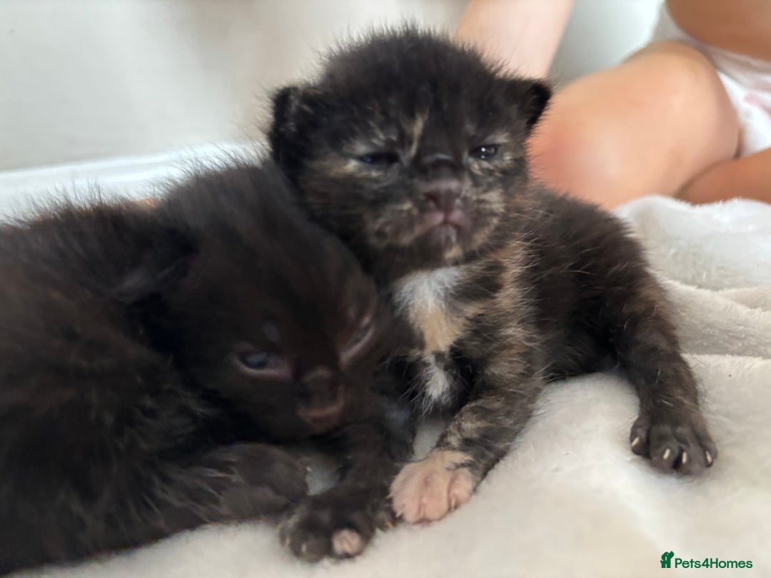 Maine Coon cats for sale: 5 bengal/maine coon kittens - Image 11