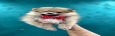 Pomeranian Puppy 2