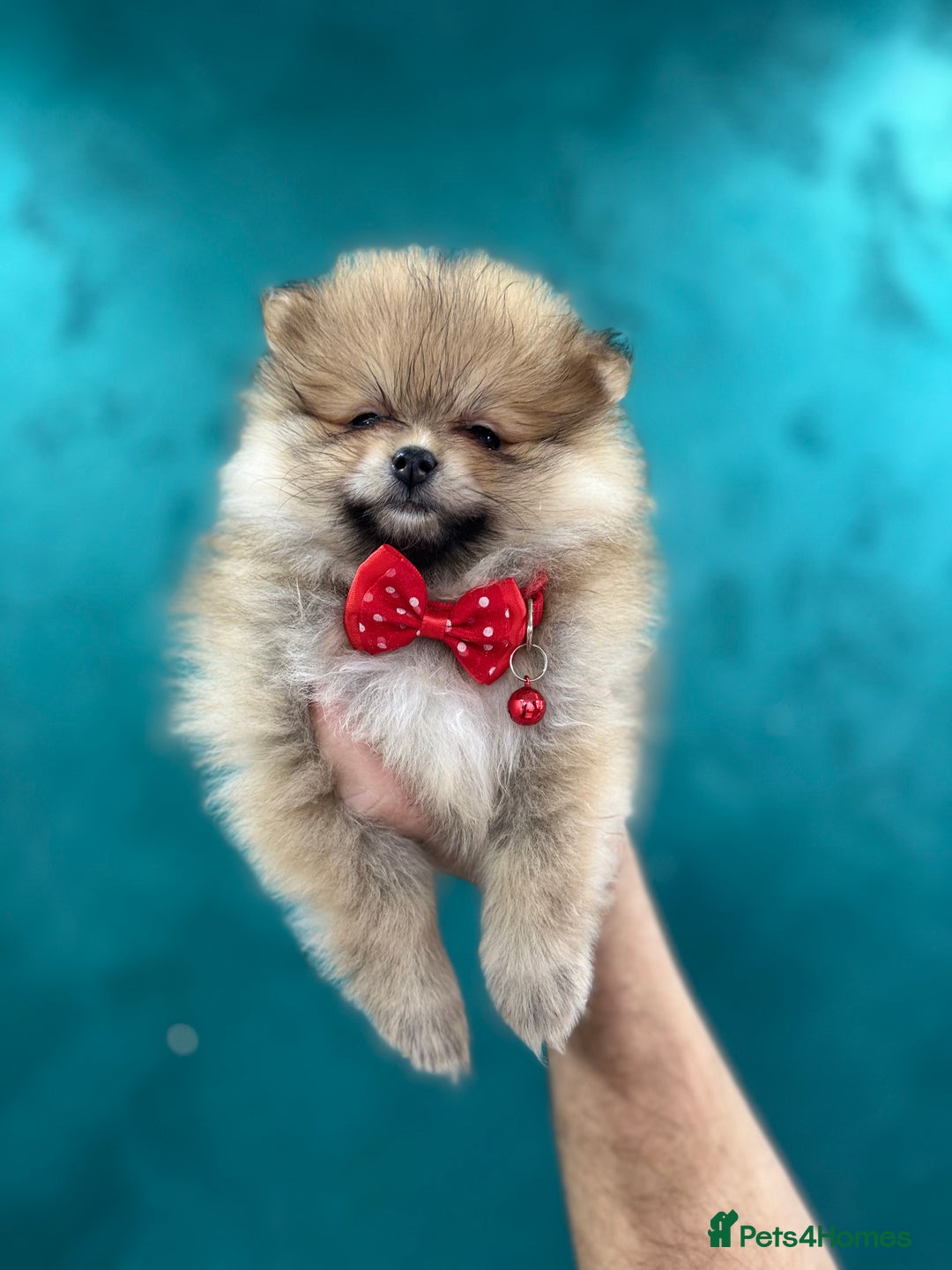 Pomeranian dogs for sale: Kc Registered last boy,ready to go! - Advert 17