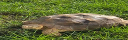 Tortoise reptiles for sale: 3 year old salcuta tortoise - Advert 3