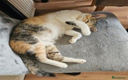Mixed Breed cats for sale:  3 Adorable Kittens Ready for Their Forever Homes - Image 16