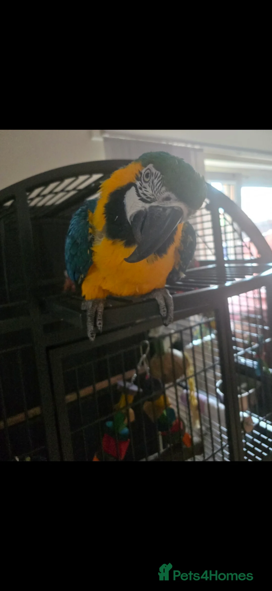 Macaws birds for sale: Blue and Gold macaw in Ipswich - Advert 7