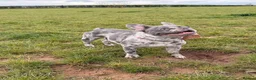 French Bulldog dogs for sale: Loving home needed - Advert 6