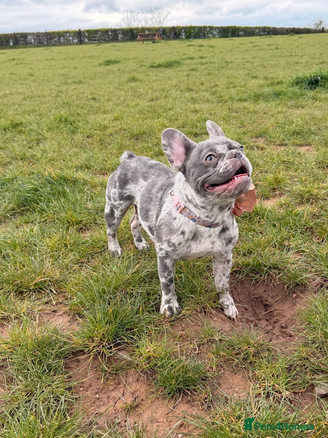 French Bulldog dogs for sale: Loving home needed - Advert 6