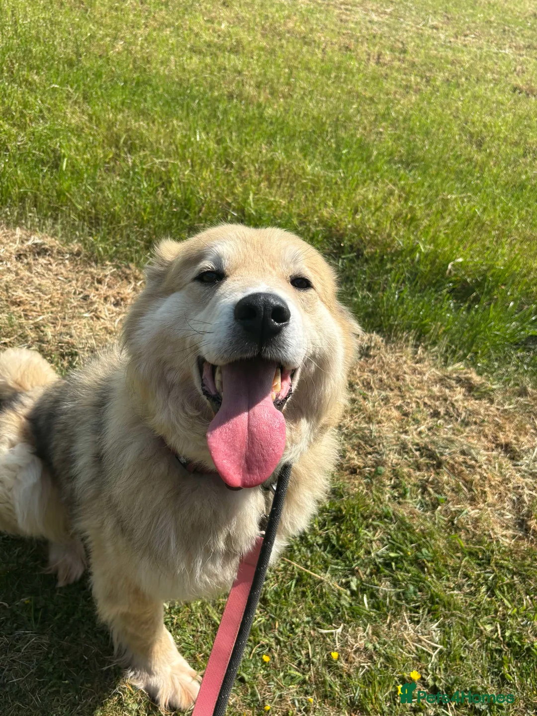 Mixed Breed dogs for adoption: Meet Paddy, currently residing in Cheshire  in Nantwich - Advert 22