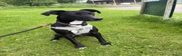 Mixed Breed dogs for sale: Male Spaniel x Greyhound  - Advert 1