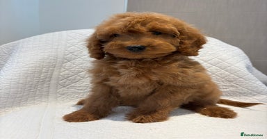Cockapoo dogs - Advert 16