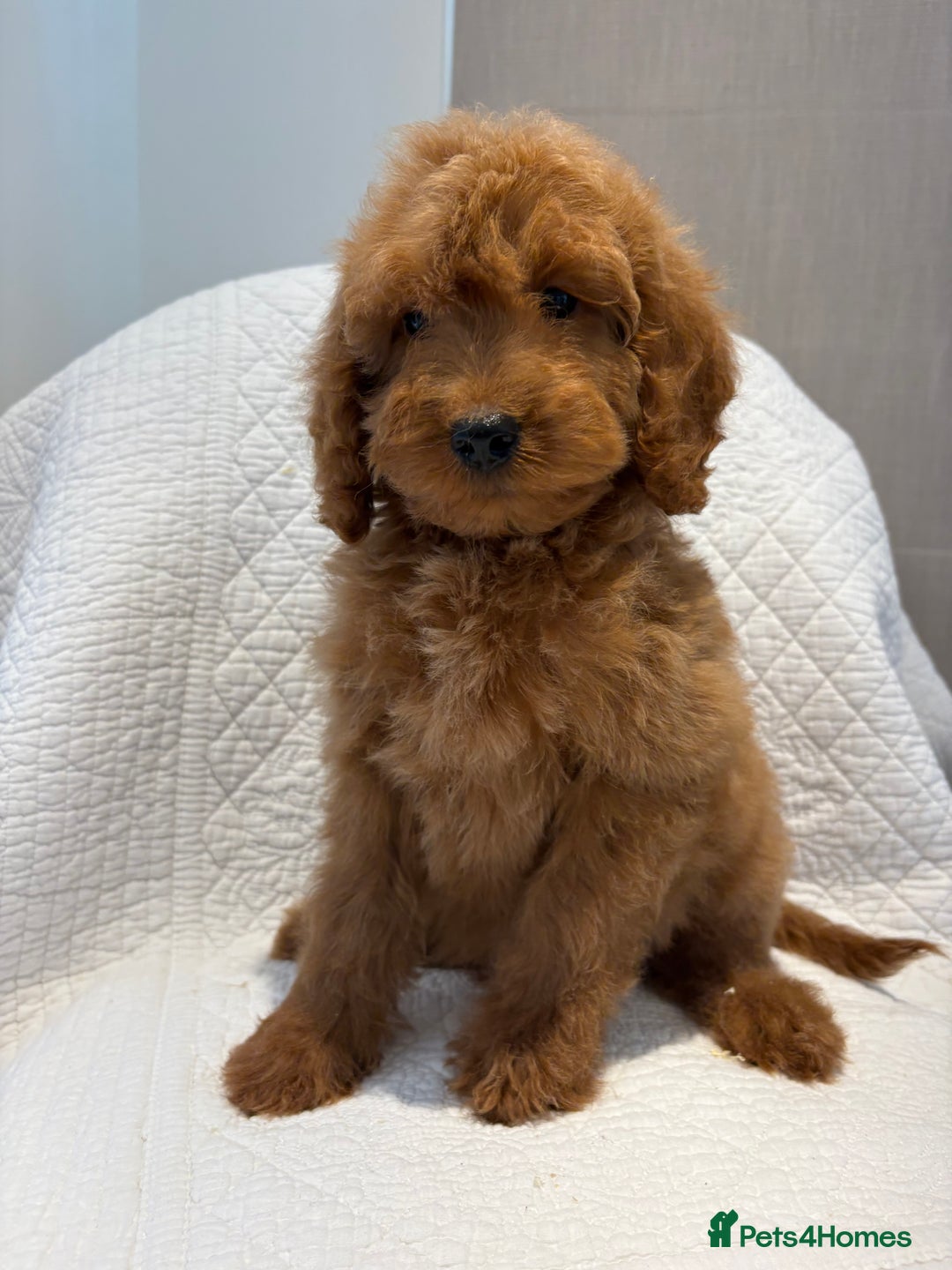 Cockapoo dogs for sale: LICENSED BREEDER quality health tested cockapoos  - Image 5