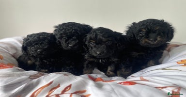 Cavapoo dogs - Advert 3