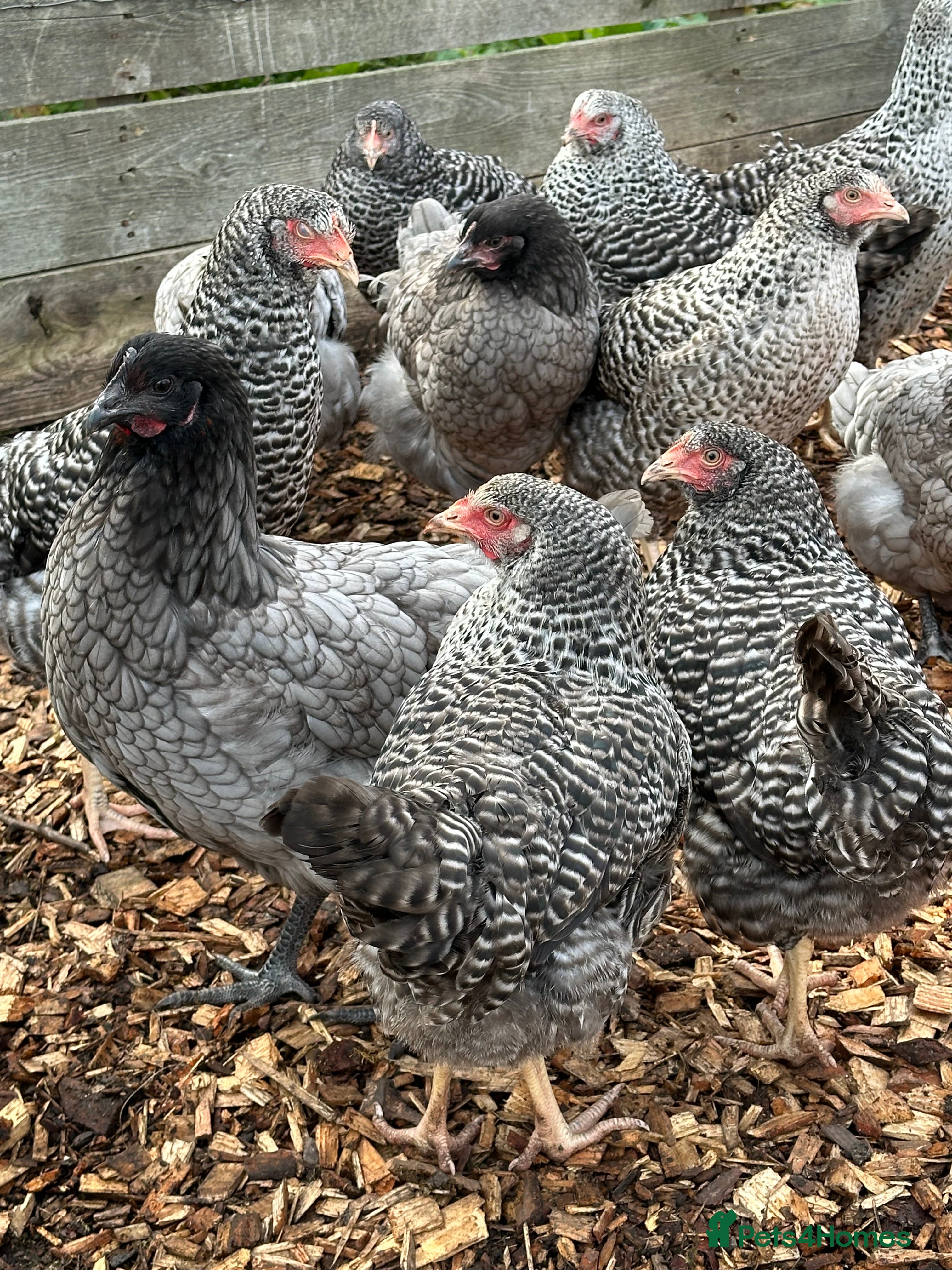 Chickens poultry Speckledys Hybrids - POL - Advert 3