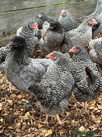 Chickens poultry - Advert 16