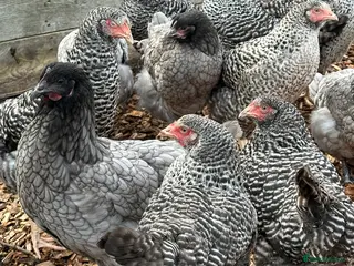 Chickens poultry Speckledys Hybrids - POL - Advert 3
