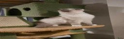 Ragdoll cats for sale: 💙🩵 GCCF Registered, Stunnig Boy 💙🩵 - Advert 11