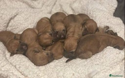 Soft Coated Wheaten Terrier dogs for sale: Beautiful Quality Soft Coated Wheaten Terriers  - Image 9